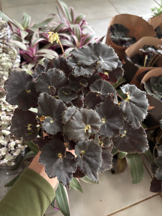 Begônia Dark Mambo
