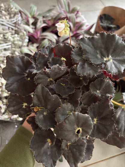 Begônia Dark Mambo