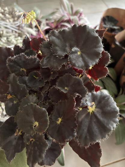 Begônia Dark Mambo