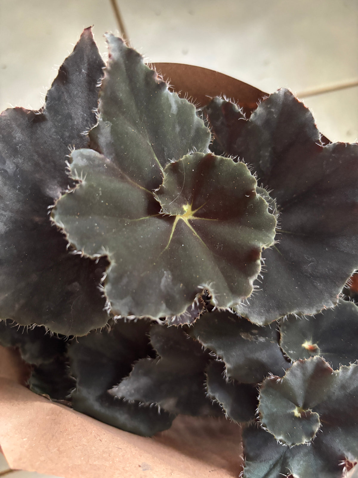 Begônia Dark Mambo