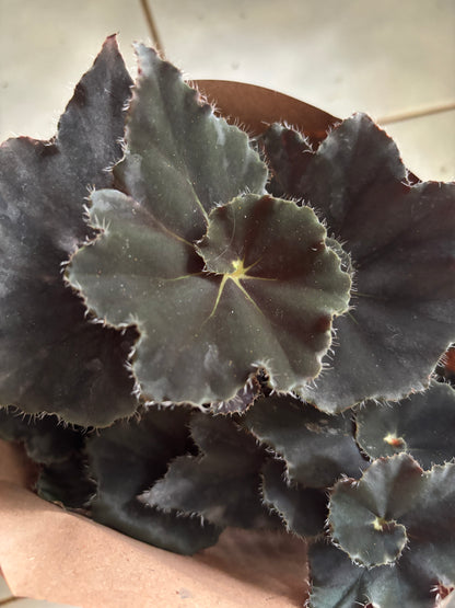 Begônia Dark Mambo