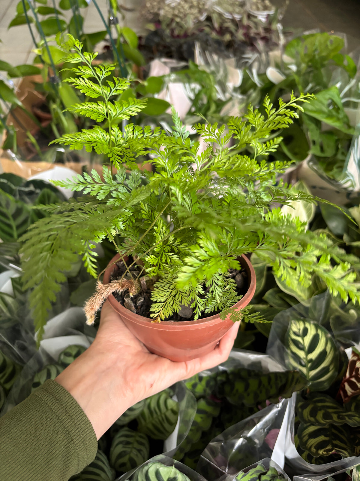 Renda Francesa Rumohra adiantiformis