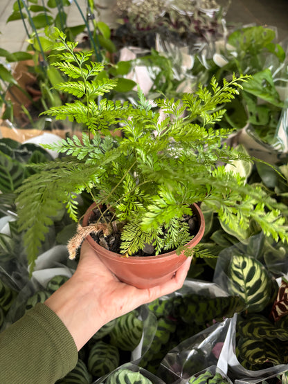 Renda Francesa Rumohra adiantiformis