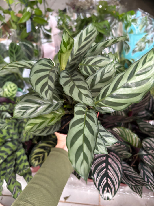 Maranta concinna
