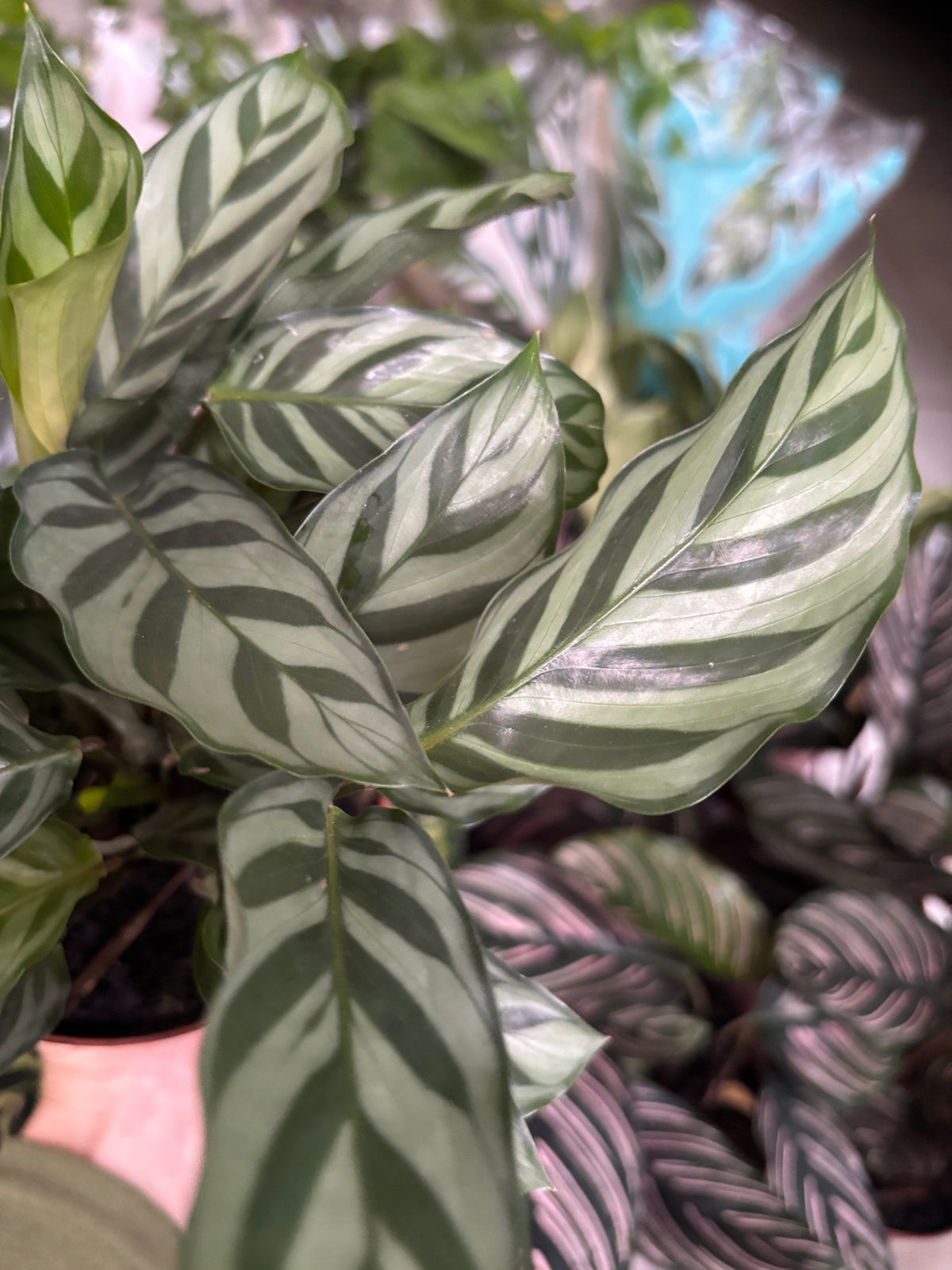 Maranta concinna