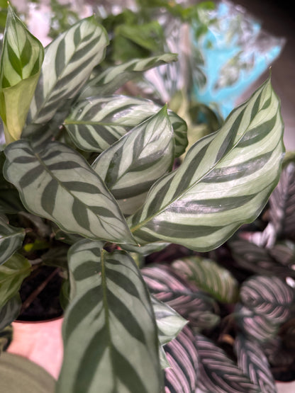 Maranta concinna