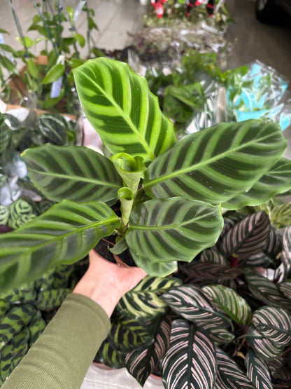 Maranta zebrada