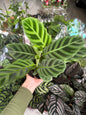 Maranta zebrada