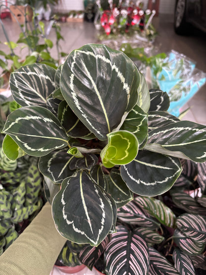 Maranta rosea-picta