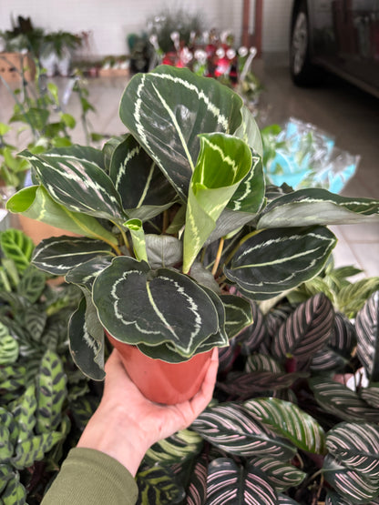 Maranta rosea-picta