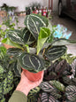 Maranta rosea-picta