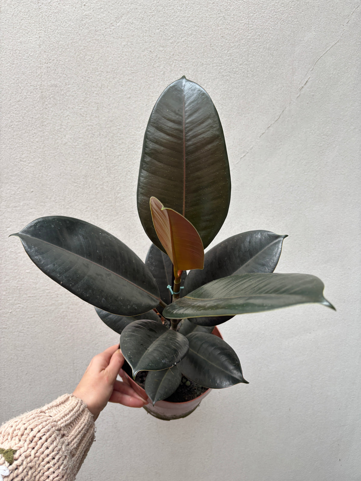 Ficus burgundy