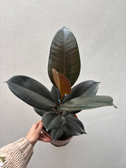 Ficus burgundy