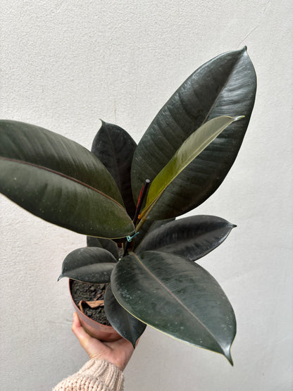 Ficus burgundy