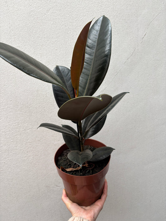 Ficus burgundy
