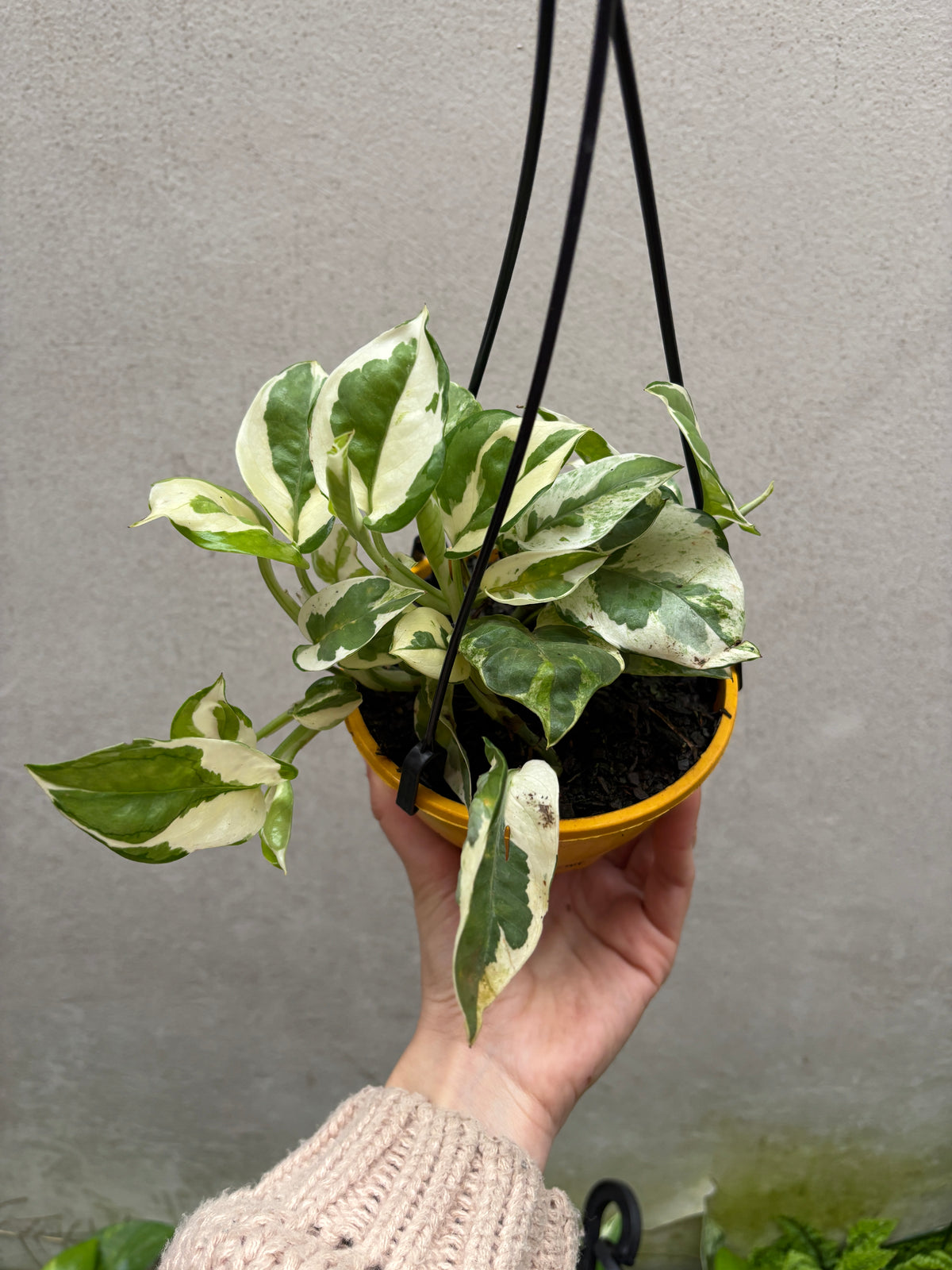 Kit 03 jiboias cuia 13