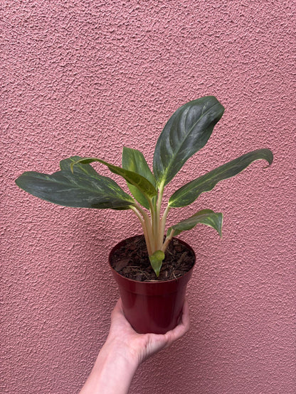 Aglaonema queen