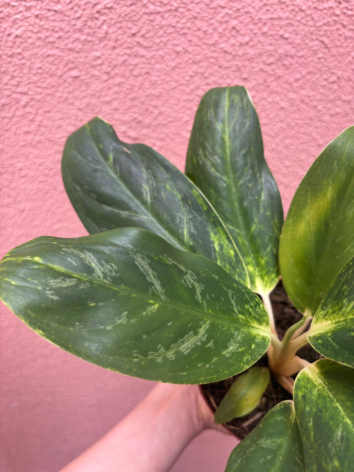 Aglaonema queen