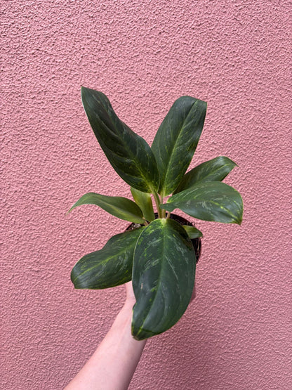 Aglaonema queen