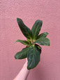 Aglaonema queen