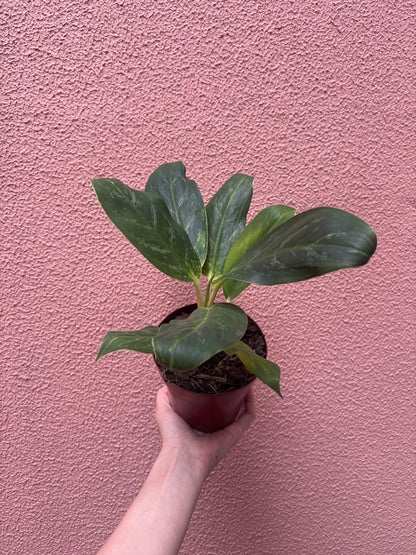 Aglaonema queen