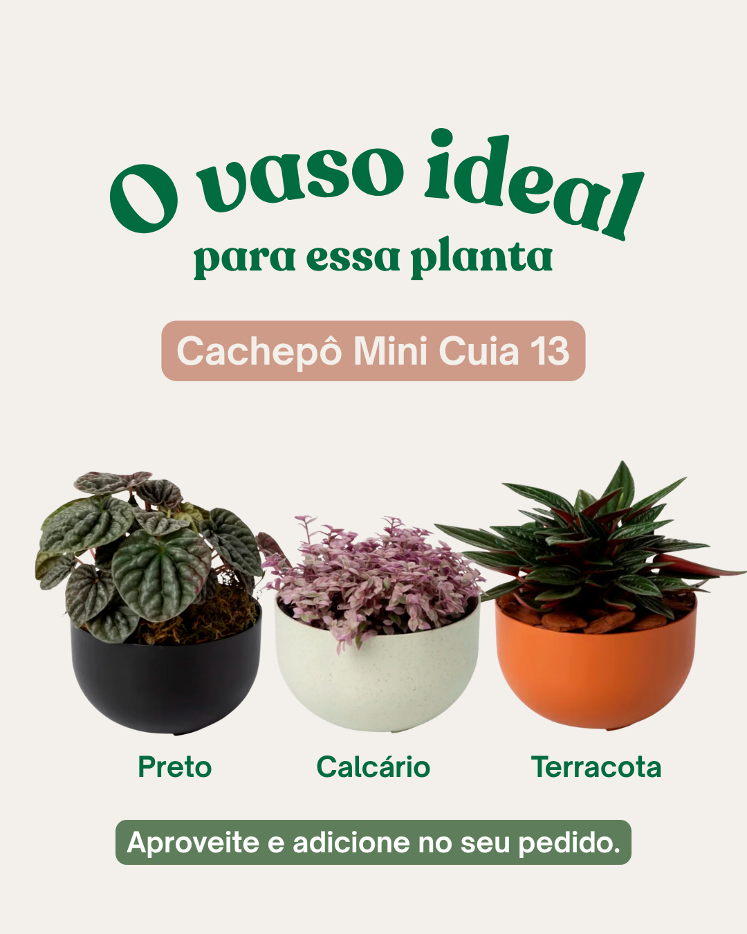 Dischidia Oiantha Variegata