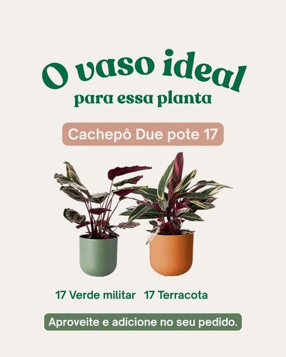 Asplenium Parvati